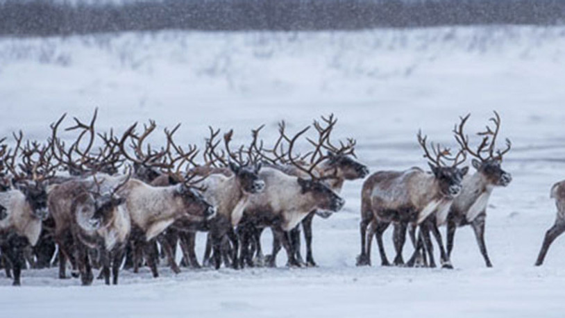 Ren geyikleri açlıktan ölüyor
