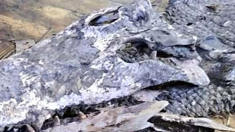 Okulun zemininden çıktı: Görenler dehşete düştü