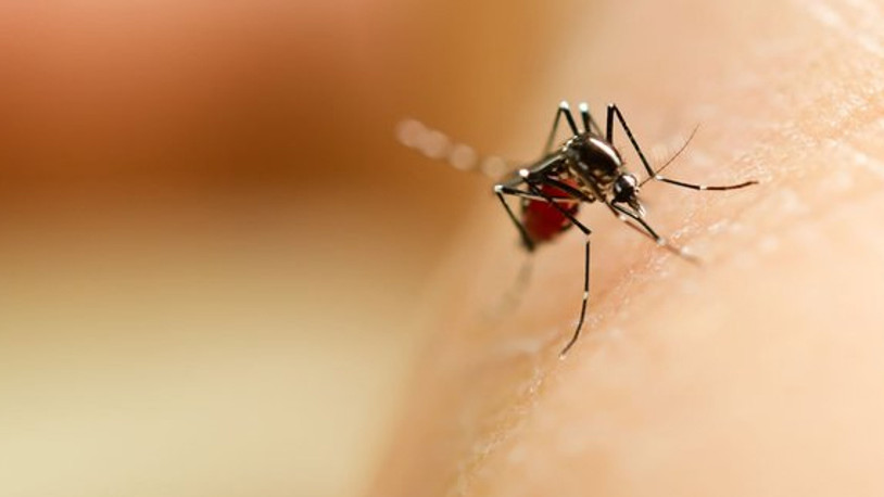 İstanbul'da sinek şikayetleri arttı