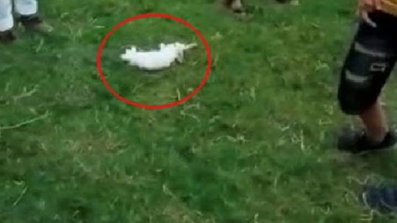 Manisa'da 8'inci kattan düşüp ölen tavşan için 'atıldı' iddiası