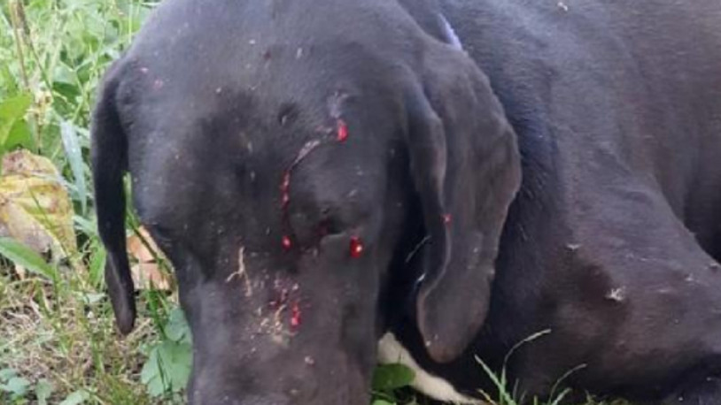 Komşusunun köpeğini av tüfeğiyle vurdu