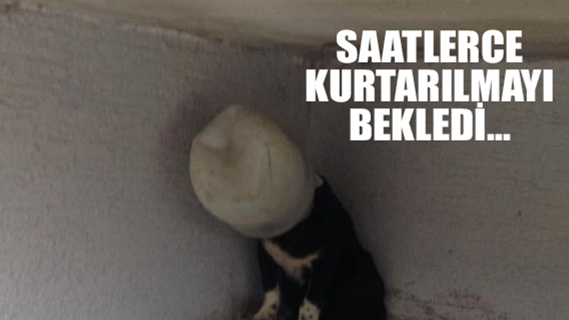 Köpeğin kafasına turşu bidonu geçirdiler