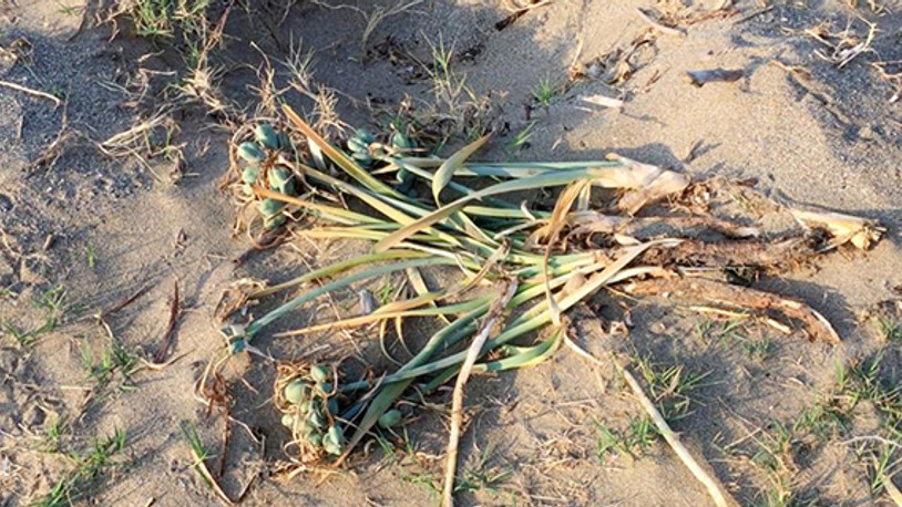 Koruma altındaki kum zambaklarını köklediler