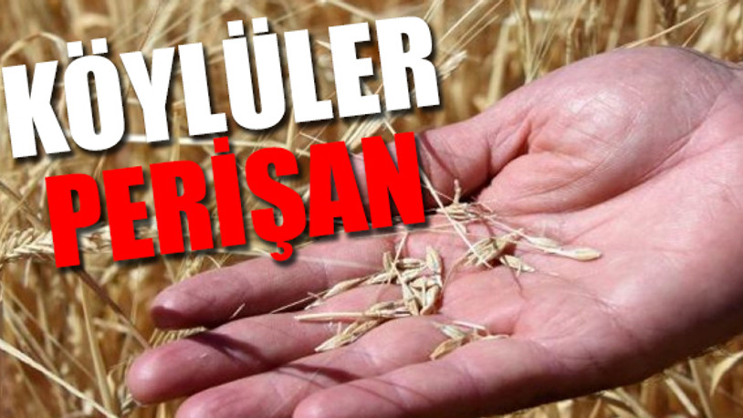 İthalat çiftçiyi açmaza soktu!