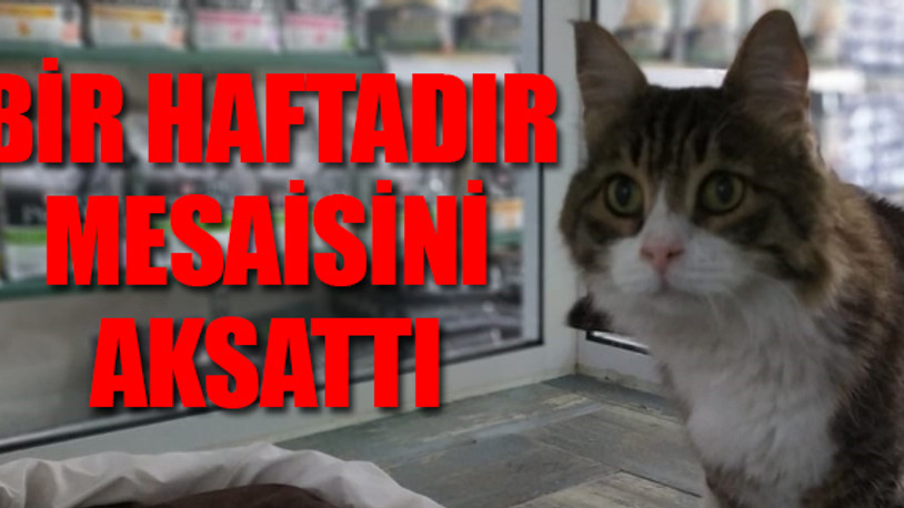 Şero hastalandı...