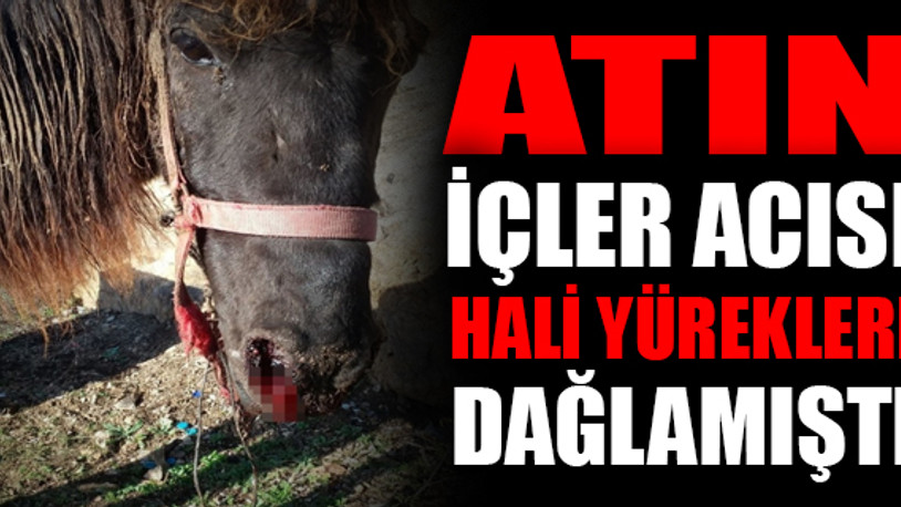 Büyükada'da kanlar içinde bulunan RUAM hastası at öldürüldü