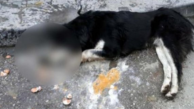 20 sokak hayvanını zehirleyen zanlı serbest bırakıldı!