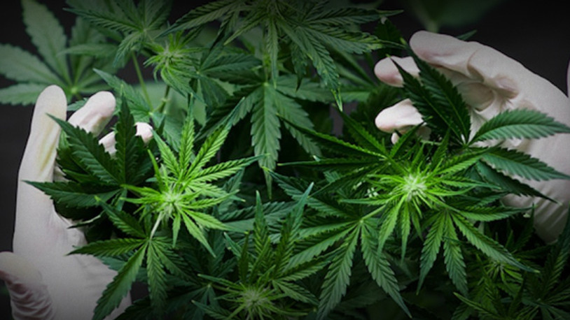 Bakan Pakdemirli: 2 yılda 1054 çiftçi kenevir ekimi için başvuru yaptı