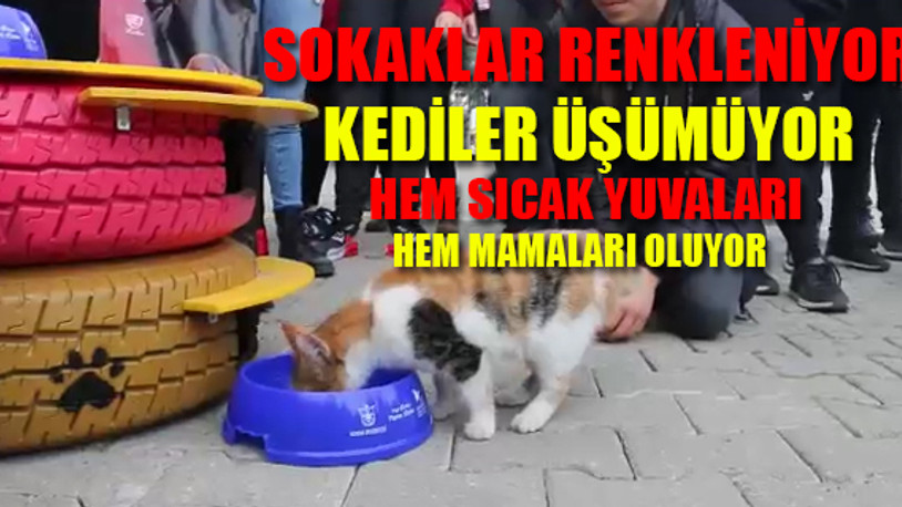 Belediye ile gençler sokak hayvanları için el ele verdi