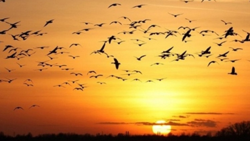 İstanbul'daki kuşlarda Batı Nil virüsü saptandı