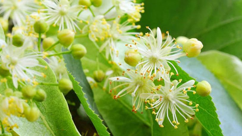 İstanbullular ‘ıhlamur’ dedi