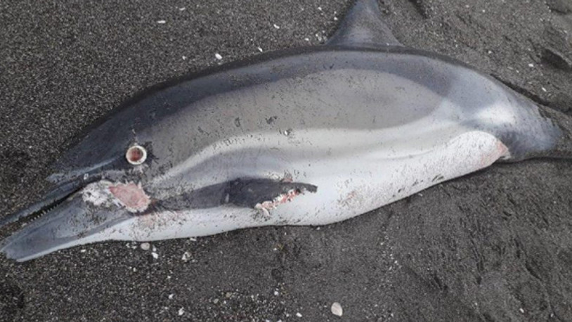 Sahile vuran yunus ilçeyi birbirine kattı!