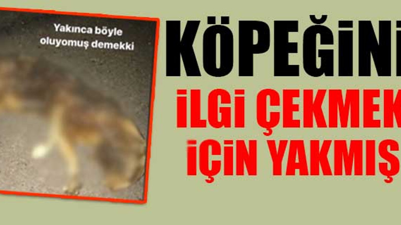 İzmİr'de köpeğini yakan şahıs yakalandı