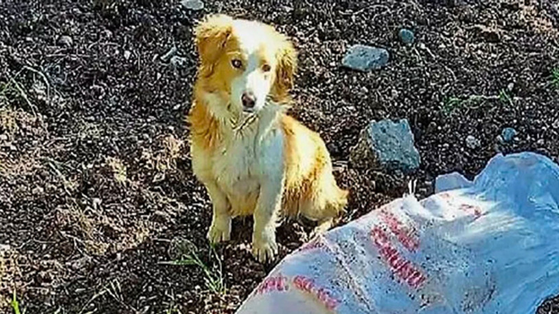 Köpeği diri diri çuvala koyup boş araziye bıraktılar