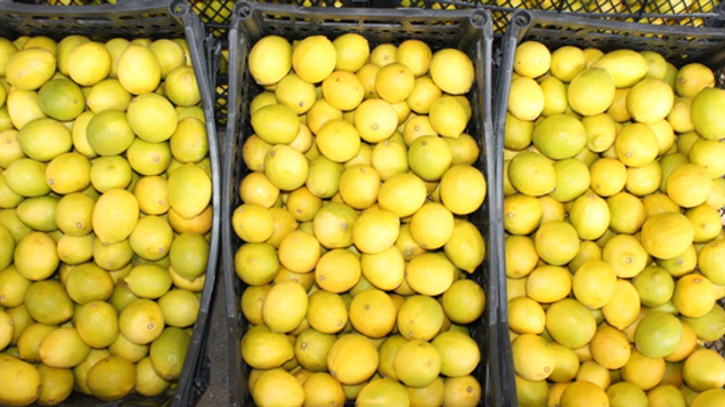 Tarım Bakanı: Limon ihracatını açsak fiyatı 30 TL’ye çıkar
