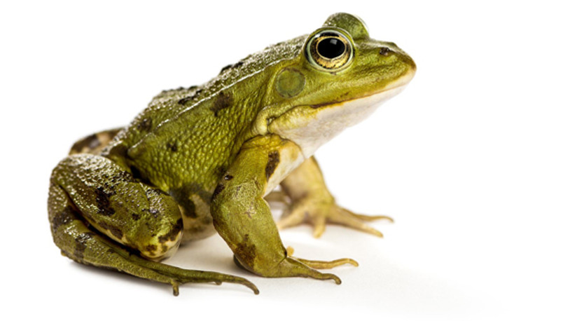 Türkiye'ye kritik kurbağa ihracatı uyarısı