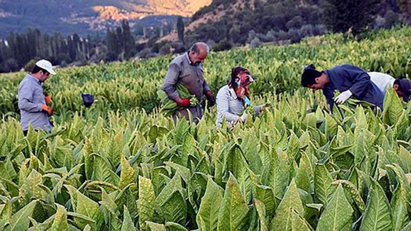 Tütün üreticisine avans ödemeleri yapılmadı