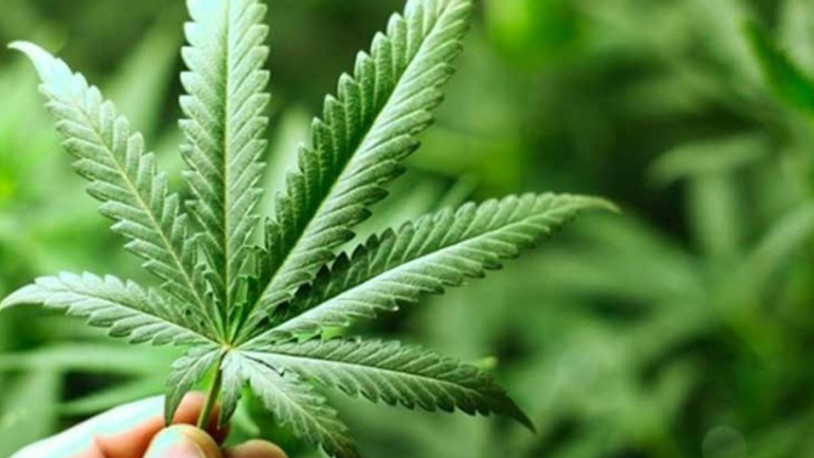 Yozgat Bozok Üniversitesi'nde Kenevir Araştırmaları Enstitüsü kuruluyor