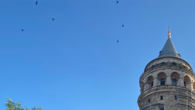 Galata Kulesi'nde ebabil kuşları restorasyon tehdidi altında:  Sonbahara ertelensin