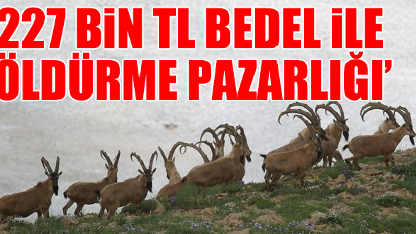Dağ keçilerinin çilesi bitmiyor: Bu kez Erzincan’da avlanma için ihale açıldı