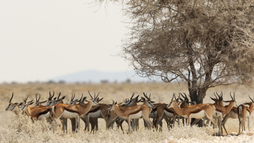 Mahkemeden 7 geyik için flaş karar
