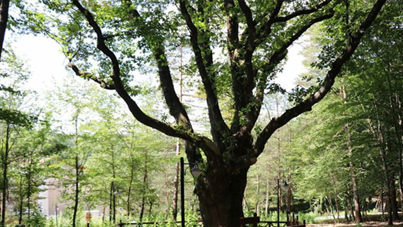 Atatürk'ün gölgesinde ayran içtiği 400 yıllık meşe ağacı koruma altında