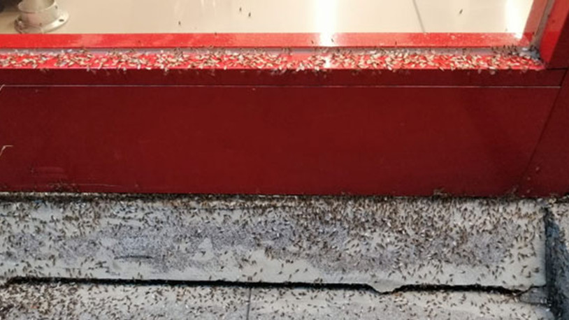 Bingöl’de ilçeyi sinekler bastı, esnaf iş yerini kapattı