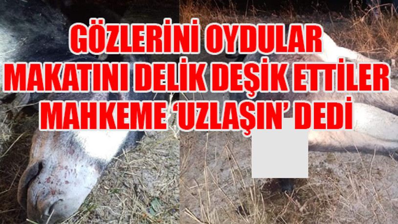 Eşeğe tecavüz edip, işkence yaparak öldürdüler