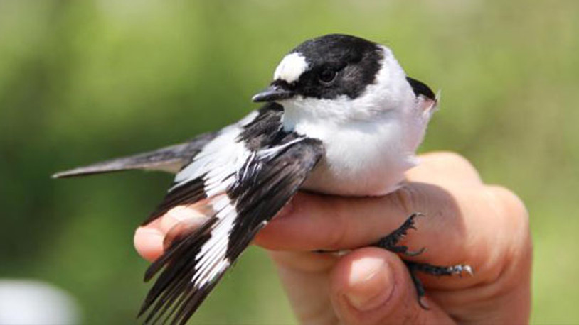 Karantina kuşların ötüşünü değiştirdi