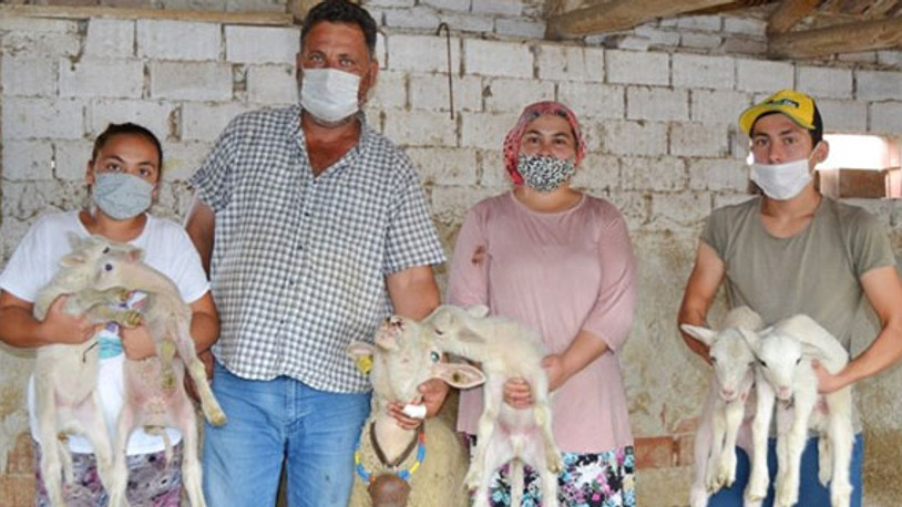 Manisalı çiftçi yeni doğan kuzularına maske, mesafe ve hijyen isimlerini verdi