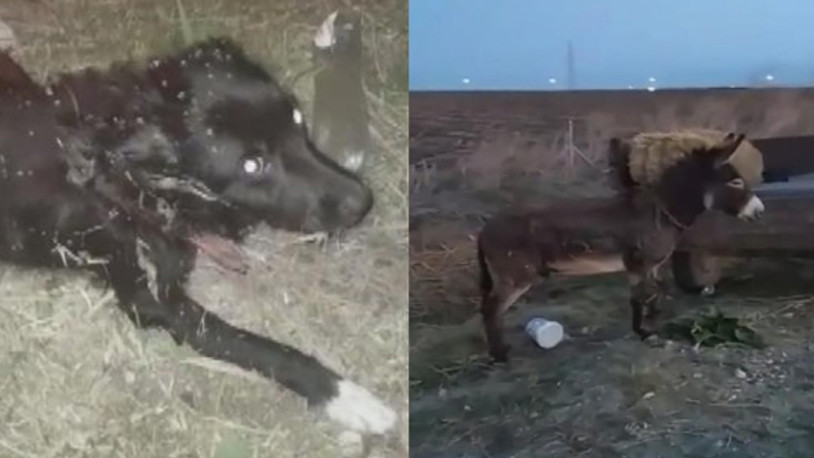 Silivri'de vahşet... Köpek ve eşeği traktörün arkasında metrelerce sürükledi