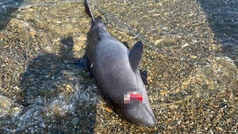 Başından vurulmuş ölü yavru yunus, sahile vurdu