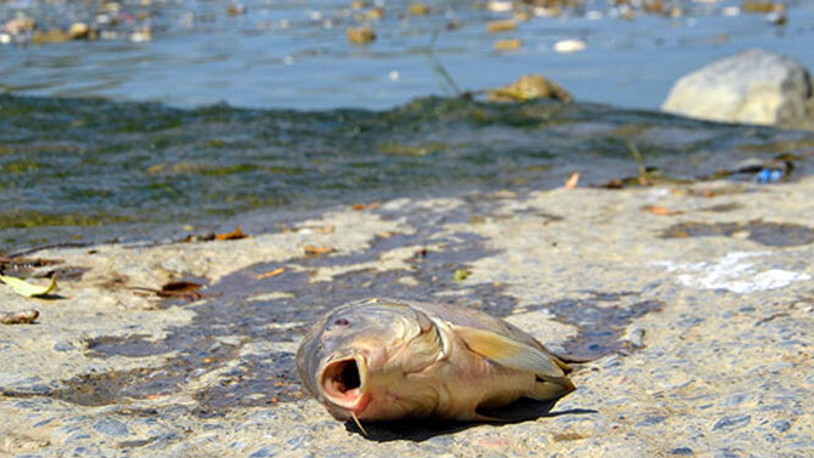 Karasu Nehri'nde ölen balıkları, evlerine götürüp yediler