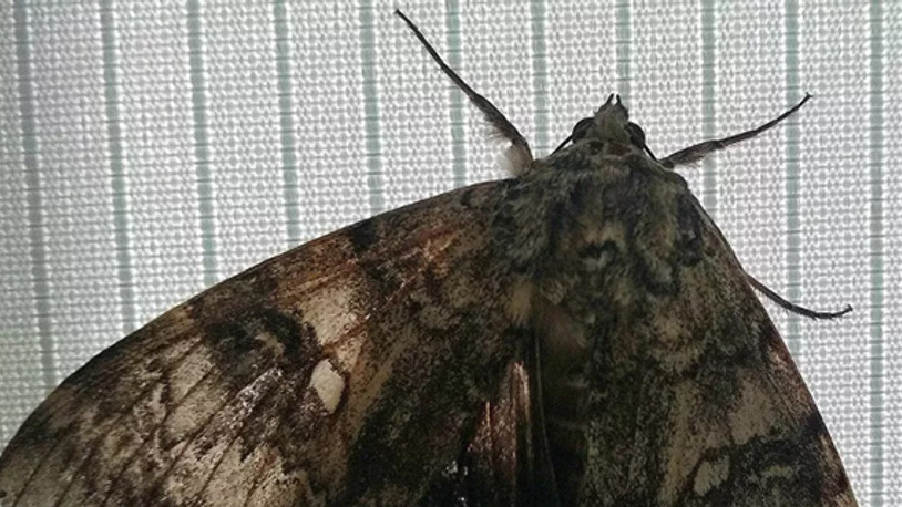 Kuş büyüklüğünde kelebek bulundu