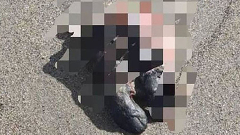 Sahilde kesik ayak bulundu