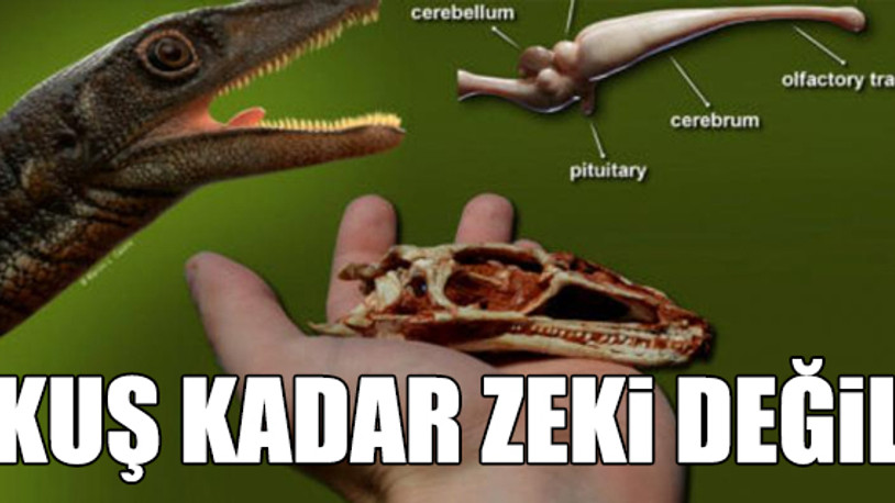 Bilim insanlarından bir ilk: 233 milyon yıl öncesine ait tam bir dinozor beyni keşfedildi