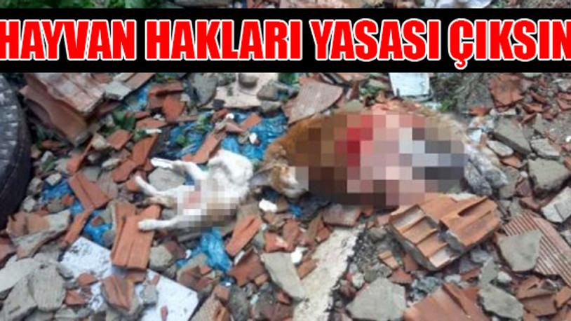 İstanbul'da dehşet: 4'ü yavru 7 kedi vahşice katledildi