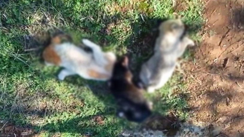Antalya'da 12 köpek zehirlenerek öldürüldü