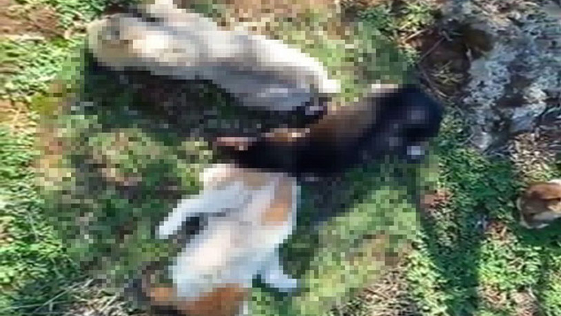 Antalya'da 12 sokak köpeği zehirlenerek öldürüldü