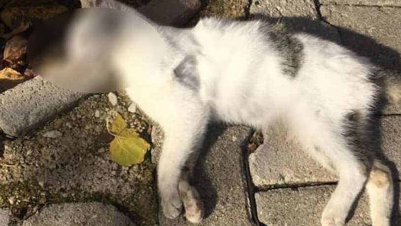 Antalya'da 17 kedi zehirlenerek öldürüldü