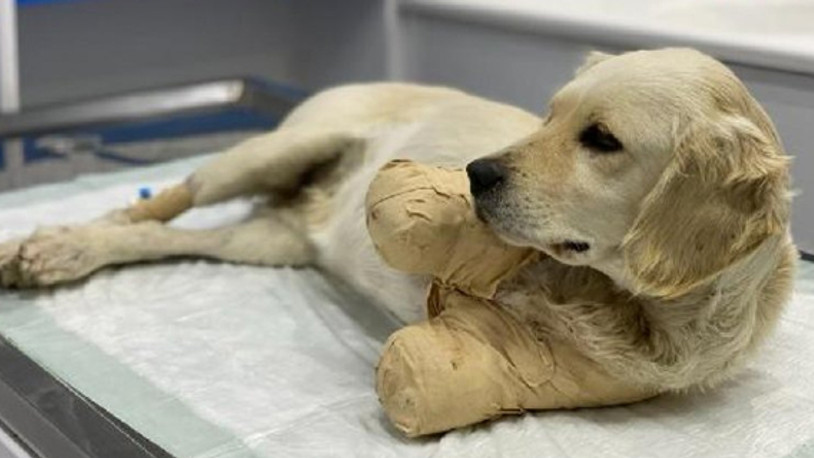 Patileri kesik bulunan 'Pamuk' sahiplendirilecek