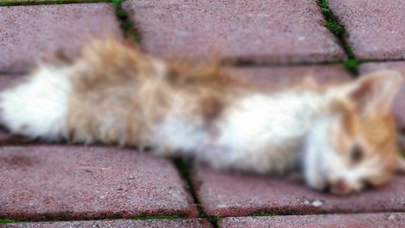 Yavru kediyi patilerini ve kuyruğunu keserek öldürdüler
