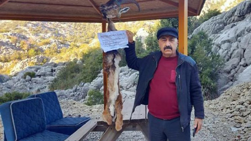 Yaban keçisinin derisini yüzüp muhtara not bıraktılar