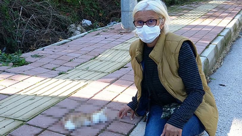 Yavru kedi, bacakları ve kuyruğu kesik olarak ölü bulundu