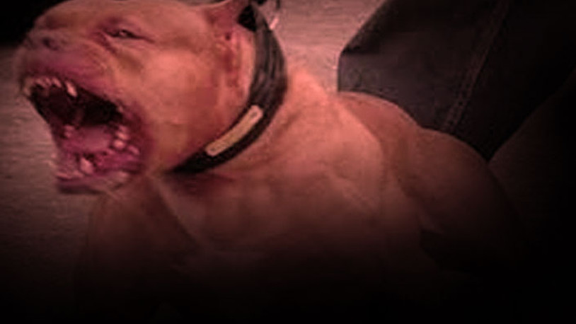 Darp ettikleri vatandaşa pitbull dehşeti yaşattılar