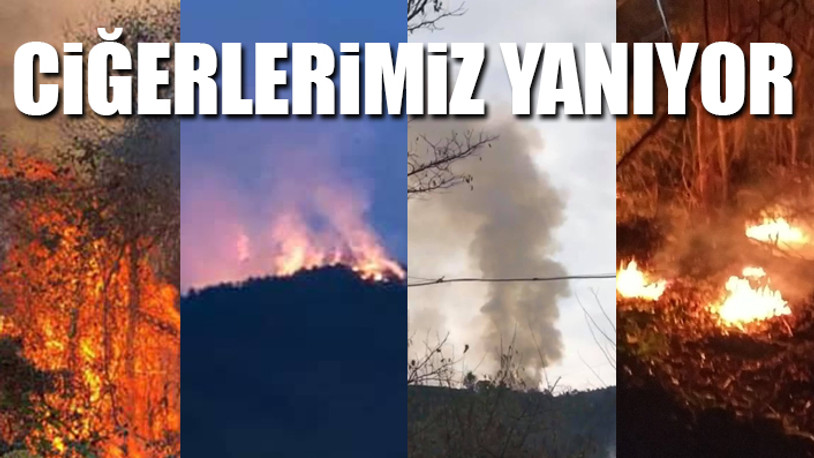 Doğu Karadeniz’de, 4 ilde, 23 noktada yangın