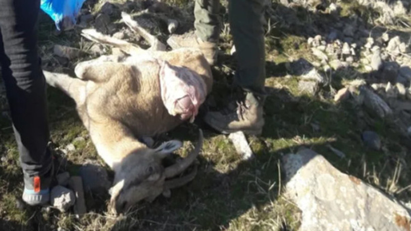 Kalaycı Köyü’nde 8 yaban keçisi ölü bulundu