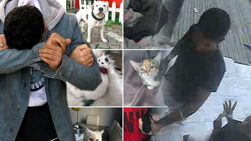 Kedi ve köpek fotoğraflarıyla dolandırdı