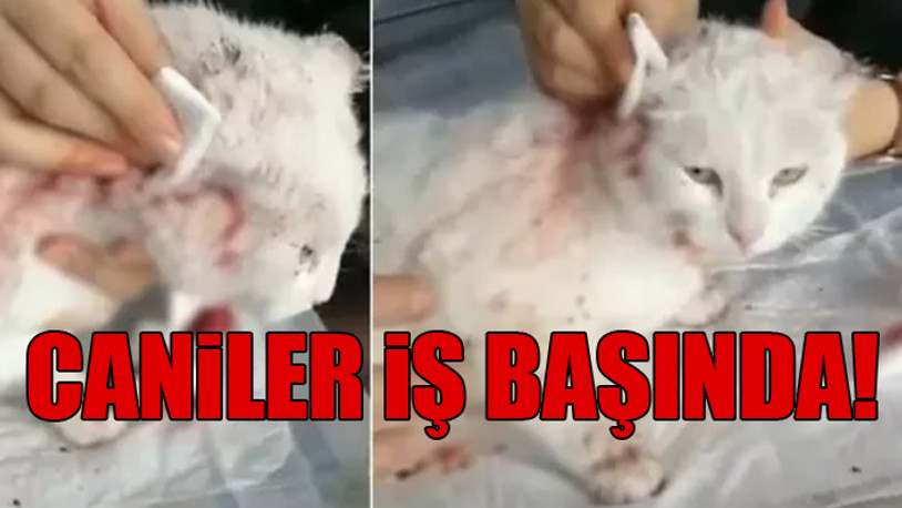 Kocaeli'de bir sokak kedisi, kulakları kesilmiş halde bulundu