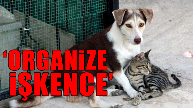 PTT'nin ölümlere yol açan kedi-köpek kovucu ultrasonik cihaz dağıtımına başladığı ortaya çıktı